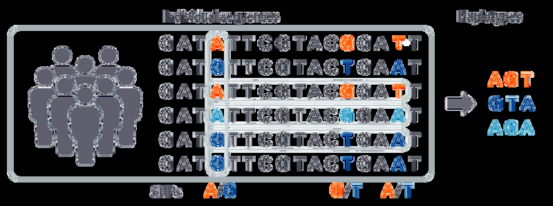 DNA Sequence Analysis - From individual sequences to haplotypes